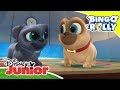 Bingo y Rolly: Canta con Bingo y Rolly | Disney Junior Oficial