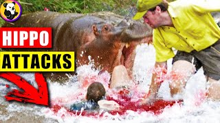 Hippo Rampage: Unseen Footage of the Most Dangerous Animal Attacks!