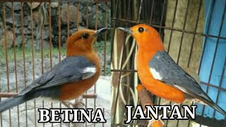 Perbedaan fisik anis merah jantan dan betina