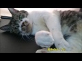 肉球サービスタイム♥リキちゃんのシミ付きピンク肉球　猫の肉球【リキちゃんねる　猫動画】pretty cat