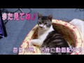 肉球サービスタイム♥リキちゃんのシミ付きピンク肉球　猫の肉球【リキちゃんねる　猫動画】pretty cat