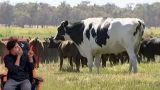 হাঁট কাঁপানো সেরা গরু২০২৪কোরবানি। Biggest cow Qurbani 2024