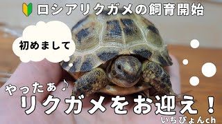 【待望】ロシアリクガメをお迎え！初飼育環境に選んだライトと床材はこれ