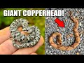 Looking For Baby Hognose Snakes (and HUGE Copperheads!)