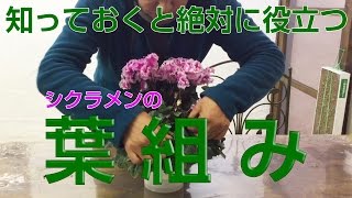 第20回「シクラメンの葉組み」