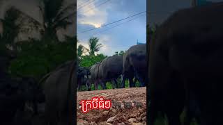 ក្របីធំៗ🐃🐃🐃🐃