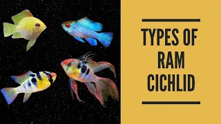 TYPES OF RAM CICHLID