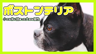 パワフル＆キュート！ボストンテリアの魅力　ボストンテリア紹介