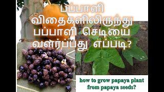 பப்பாளி விதைகளிலிருந்து பப்பாளி செடியை வளர்ப்பது எப்படி? how to grow papaya plant from papaya seeds?