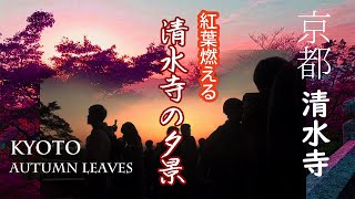 [2022.11.15]Kiyomizu-dera Temple is now at the peak of its red leaves. The wonderful evening view