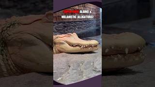 We Filmed An Incredibly Rare Albino AND Melanistic Alligator!