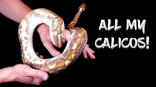 See All of my Calico Combo Ball Pythons!