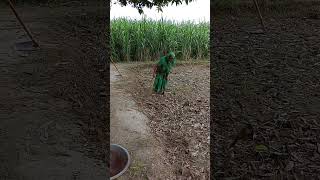 || Bijnor village video || UP Village Life || haldaur village ||#shorts #trending