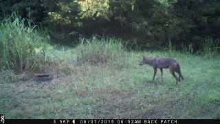 Coyote Trapped