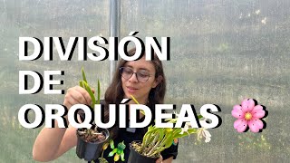 Propagación de ORQUÍDEAS