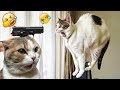 Try Not To Laugh🤣🦮Funniest Cats and Dogs 2024🐶Part 17