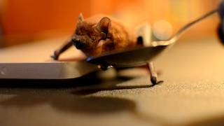 Bat (Common Noctule) drinking water