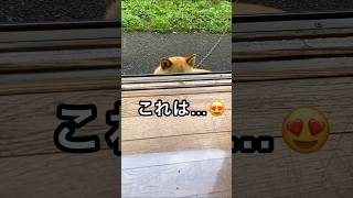 おやつくれモードの柴犬が可愛すぎる😂 #柴犬 #かわいい #癒し #shibainu #cute #dog #可愛い #おすすめ しばいぬ ペット おやつ