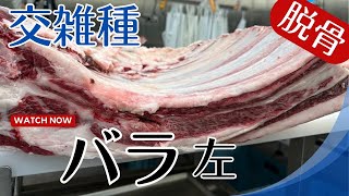 【脱骨】★交雑種 バラ(左)★ 牛枝肉を 脱骨者目線で捌く How to 動画🥩10万頭以上の枝肉を 解体してきたビーフマンが 徹底解説！│BEEFPLACE (ビーフプレイス)