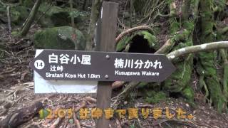 一人で登山　屋久島　白谷雲水峡-縄文杉-宮之浦岳-淀川登山口-紀元杉　1日目