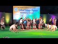 Fantastic Bamboo dance of Mizoram , 2020