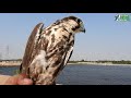 will we see laggar falcon in future laggar falcon is declining