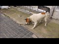 蛇と犬の死闘　ノルボッテンスピッツ a fight between a dog and a snake