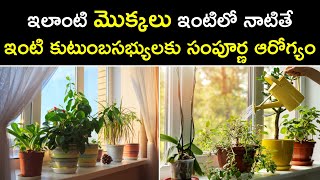 ఇలాంటి మొక్కలు ఇంటిలో ఉంటే సంపూర్ణ ఆరోగ్యం | Plants with health benefits | Aadhan Adhyatmika