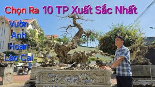 Chọn ra 10 TP XUẤT SẮC NHẤT tại vườn cây XUẤT SẮC của anh HOAN Bonsai TP LÀO CAI .