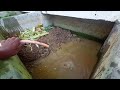 eelfish farming কুচিয়া মাছ পালন how to prepare the tank