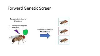 Genetic Screens & RNAi