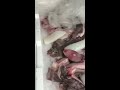 ユーチュー バーバ🐷 我が村の移動お魚屋さん🐟ご紹介します✌️