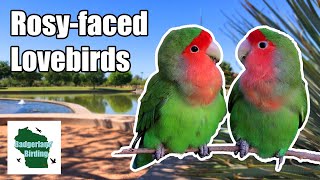 Mystery of Rosy-faced Lovebirds in Phoenix, Arizona