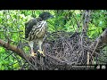 大安鳳頭蒼鷹 daan crested goshawk 空巢了！／ enpty nest 20200527