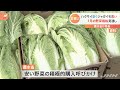 農水省 １月の野菜価格見通し発表