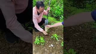 Eazi plant tool #shorts #lifehacks