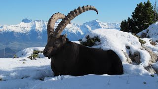 Les bouquetins du Vercors