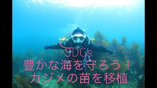 SDGs　豊かな海を守ろう！カジメの移植作業のお手伝いに行ってきました！