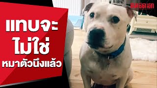 สุดทึ่ง!! เมื่อน้องหมา ทำเสียงเป็ดร้องก๊าบๆได้  | คมSocial