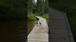 Beaver Board Walk Hinton, AB.