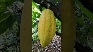 RIPE CACAO FRUIT