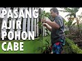 PASANG AJIR POHON CABE !!