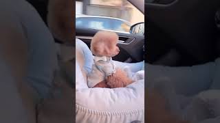 Cute Puppies Doing Funny Things|Cutest Puppies 2021#1018.