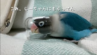 ボタンちゃんの新たなお気に入りの遊び道具