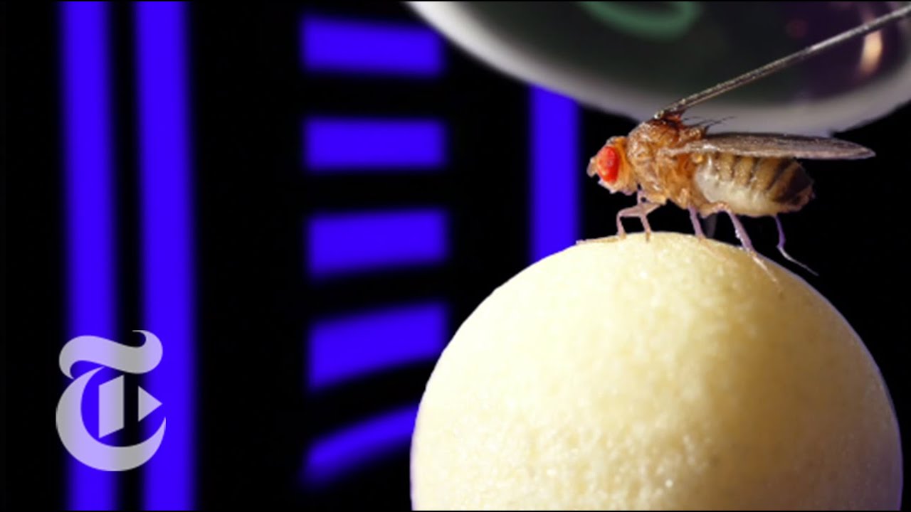 The Compass In A Fly S Brain Sciencetake The New York Times Youtube