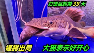 招財貓魚獨吞4條鯽魚，由於體型過大，已對鱷雀鱔造成威脅