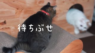 先住猫、新入り猫の激しすぎる追いかけっこの結末【保護猫】