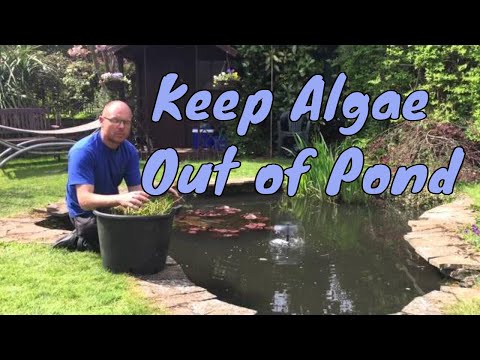 How to keep algae out of your garden pond | No Filtration | UK How to keep algae out of your garden pond | No Filtration | UK