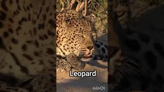 Top 7 Big cats Sound | Lion | Tiger | Cheetah | Snow Leopard | Leopard | Jaguar | Cougar | Roar |