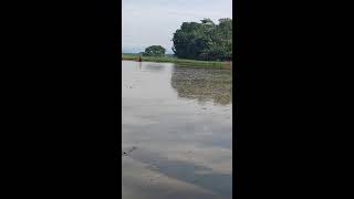 #shortsvideo Skill Tingkat Dewa Membajak Sawah Penuh Air part 2